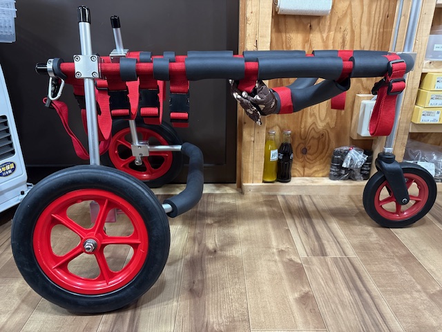 千葉県のラブラドールレトリ－バー　さくらちゃんの車椅子