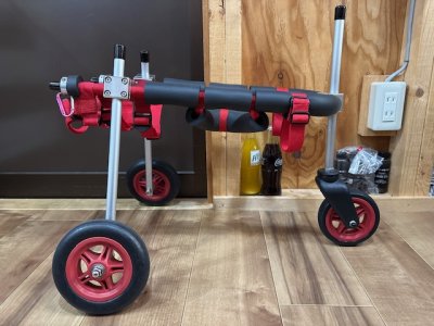 宮崎県のトイプードル　ゆきちゃんの車椅子