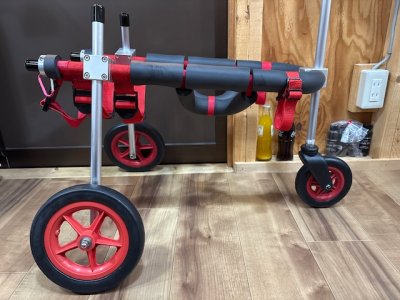 愛知県の柴犬　まるちゃんの車椅子