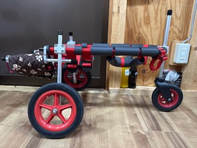 神奈川県の柴犬　そらちゃんの車椅子