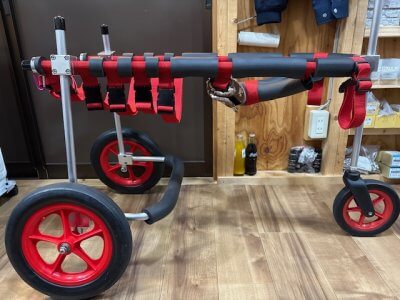 埼玉県のホワイトスイスシェパード　スノーちゃんの車椅子
