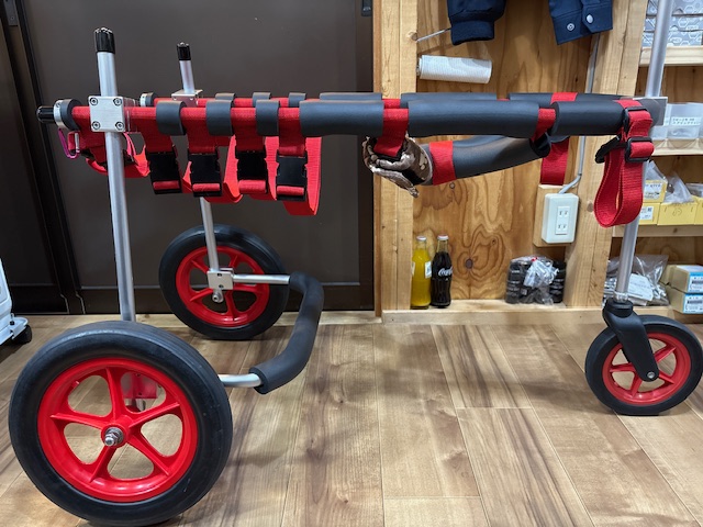 埼玉県のホワイトスイスシェパード　スノーちゃんの車椅子