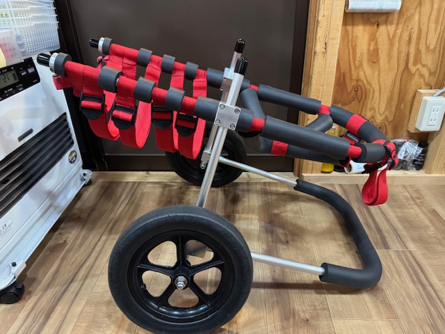 神奈川県のラブラドールレトリーバー　ロイちゃんの車椅子