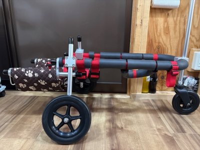 岡山県のシェットランドシープドッグ　ピッピちゃんの車椅子