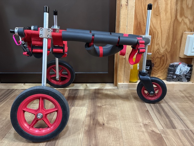 長野県の中型犬　ロビンちゃんの車椅子