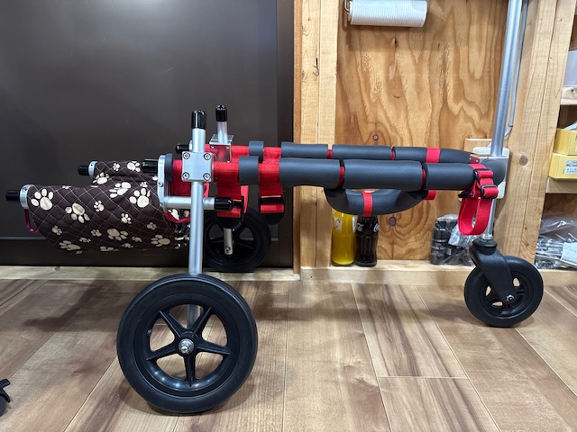 兵庫県の柴犬　サスケちゃんの車椅子