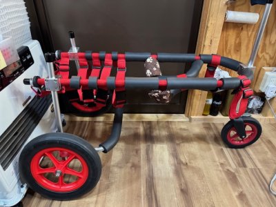 栃木県のラブラドールレトリーバー　あらしちゃんの車椅子