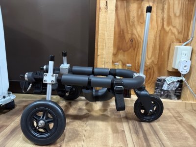 岐阜県のミニチュアダックスフンド　ムムちゃんの車椅子