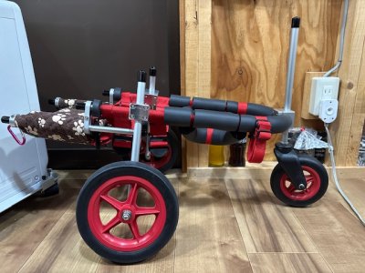 大阪府のパグ　スノウちゃんの車椅子