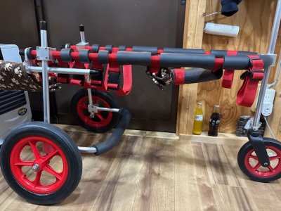 東京都のミニチュアダックスフンド　らぶちゃんの車椅子