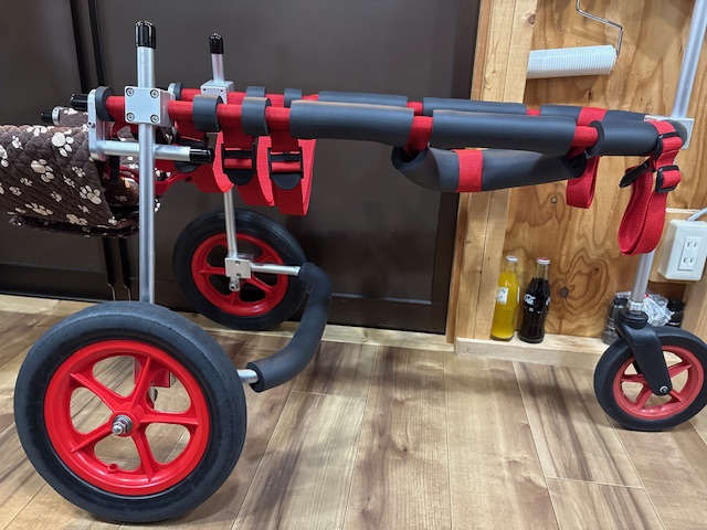 兵庫県のラブラドールレトリーバー　りきちゃんの車椅子