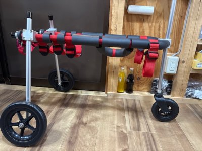 茨城県のボーダーコリー　TAO君の車椅子