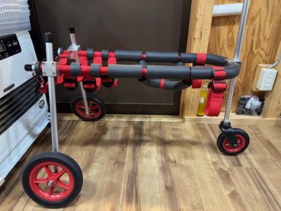 北海道のオーストラリアンケルピー　エルマーちゃんの車椅子