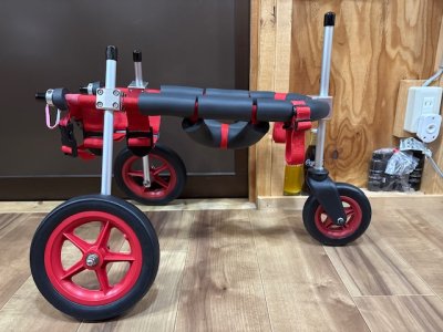 愛知県の柴犬　イチちゃんの車椅子