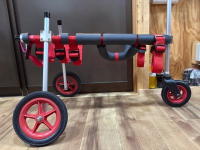 千葉県のボーダーコリー　シエルちゃんの車椅子