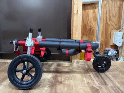 愛媛県のコーギー　走太ちゃんの車椅子