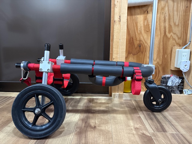 愛媛県のコーギー　走太ちゃんの車椅子