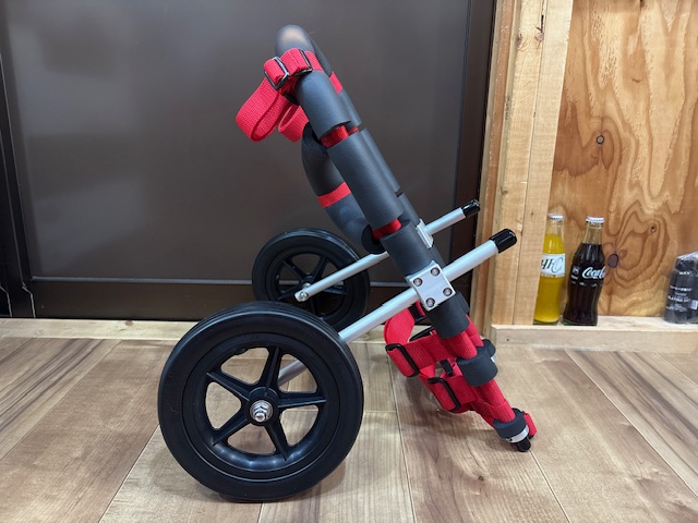 愛知県のコーギー×チワワmix れあちゃんの車椅子