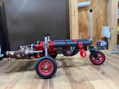 宮崎県のミニチュアダックスフンド　あずきちゃんの車椅子