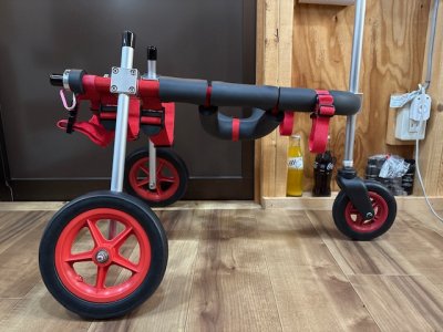 岐阜県の柴犬　まあくちゃんの車椅子