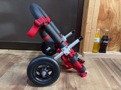 秋田県のマルチーズ×ミニチュアダックスフンド　マルちゃんの車椅子