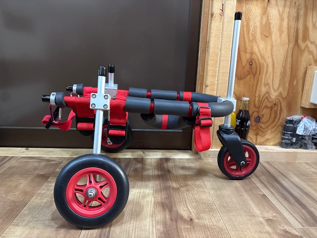 佐賀県のポメラニアン　マックスちゃんの車椅子