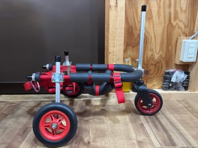 北海道のペキニーズ　キズモちゃんの車椅子