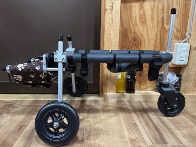 東京都のトイプードル　せぶんちゃんの車椅子