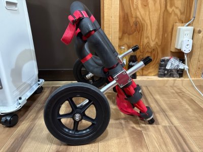 東京都のフレンチブルドッグ　くう太ちゃんの車椅子