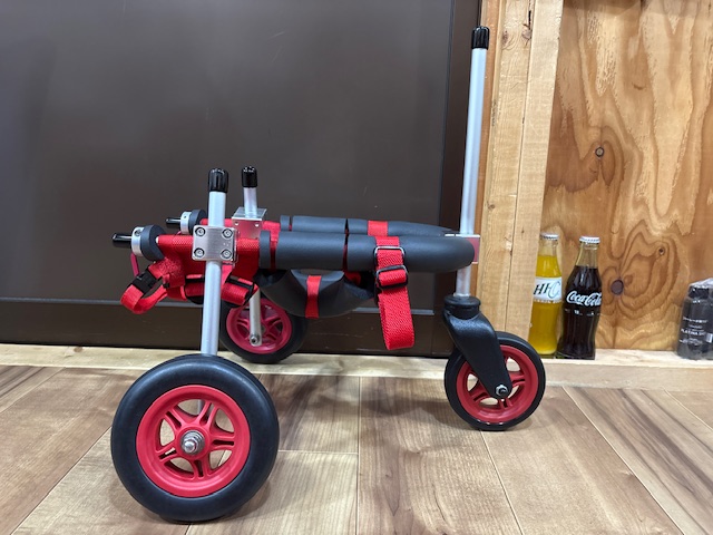 東京都のトイプードル　ベンジーちゃんの車椅子