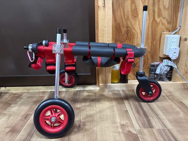 栃木県のトイプードル　だいずちゃんの車椅子