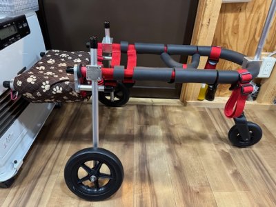東京都のボーダーコリー　ベルちゃんの車椅子