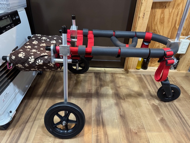 東京都のボーダーコリー　ベルちゃんの車椅子