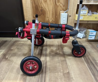 岐阜県のトイプードル　キキちゃんの車椅子