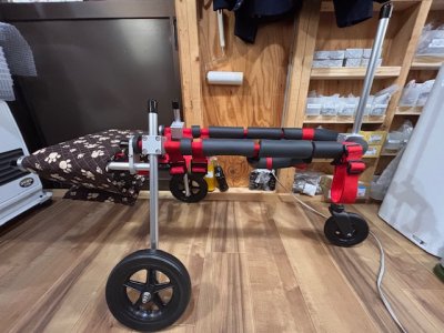 長野県の中型犬　ラリーちゃんの車椅子