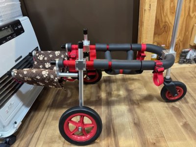 東京都の柴犬　ももちゃんの車椅子