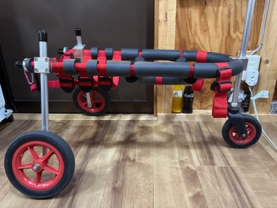 高知県の中型犬　ネイビーちゃんの車椅子