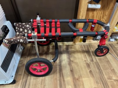 愛知県のラブラドールレトリバー　ダイちゃんの車椅子
