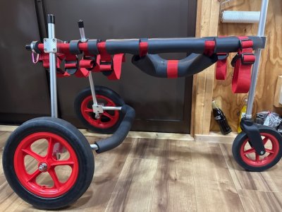 大阪府のラフコリー　ジェナちゃんの車椅子