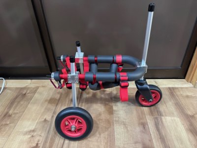 大阪府のチワワ　みるくちゃんの車椅子