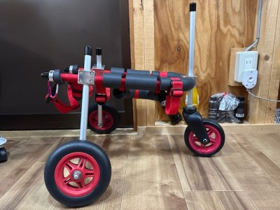 北海道のポメラニアン　こたつちゃんの車椅子