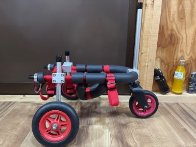 神奈川県のトイプードル　ココアちゃんの車椅子