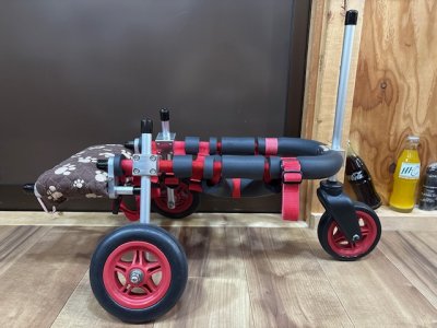 宮城県のトイプードル　くるみちゃんの車椅子