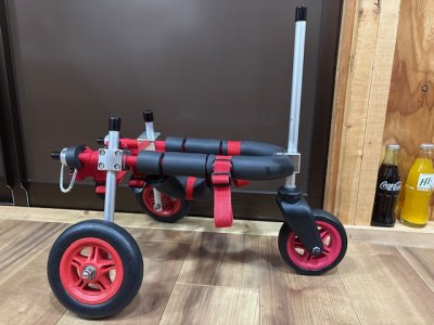 群馬県のヨークシャーテリア　ハルちゃんの車椅子