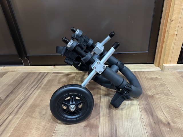 栃木県のチワワ　パピコちゃんの車椅子