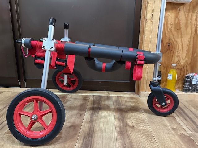 東京都の日本スピッツ　連ちゃんの車椅子