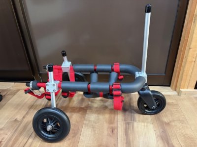 愛知県のミニチュアダックスフンド　さくらちゃんの車椅子