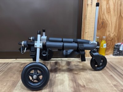 愛知県のミニチュアダックスフンド　ミントちゃんの車椅子