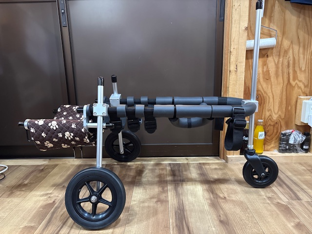 愛知県の黒柴犬　ぎんちゃんの車椅子