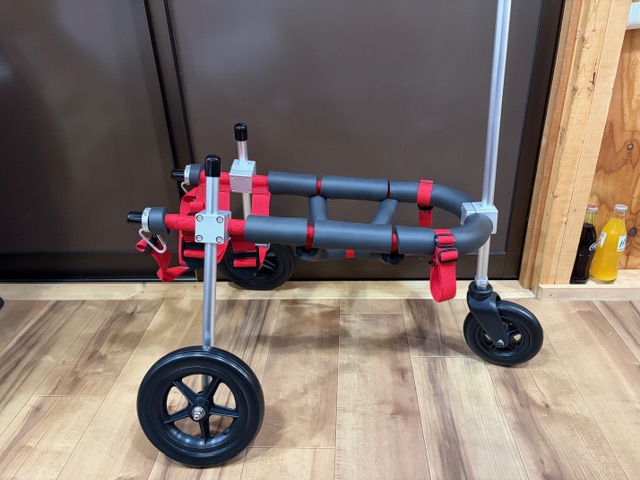 富山県の柴犬　くうちゃんの車椅子